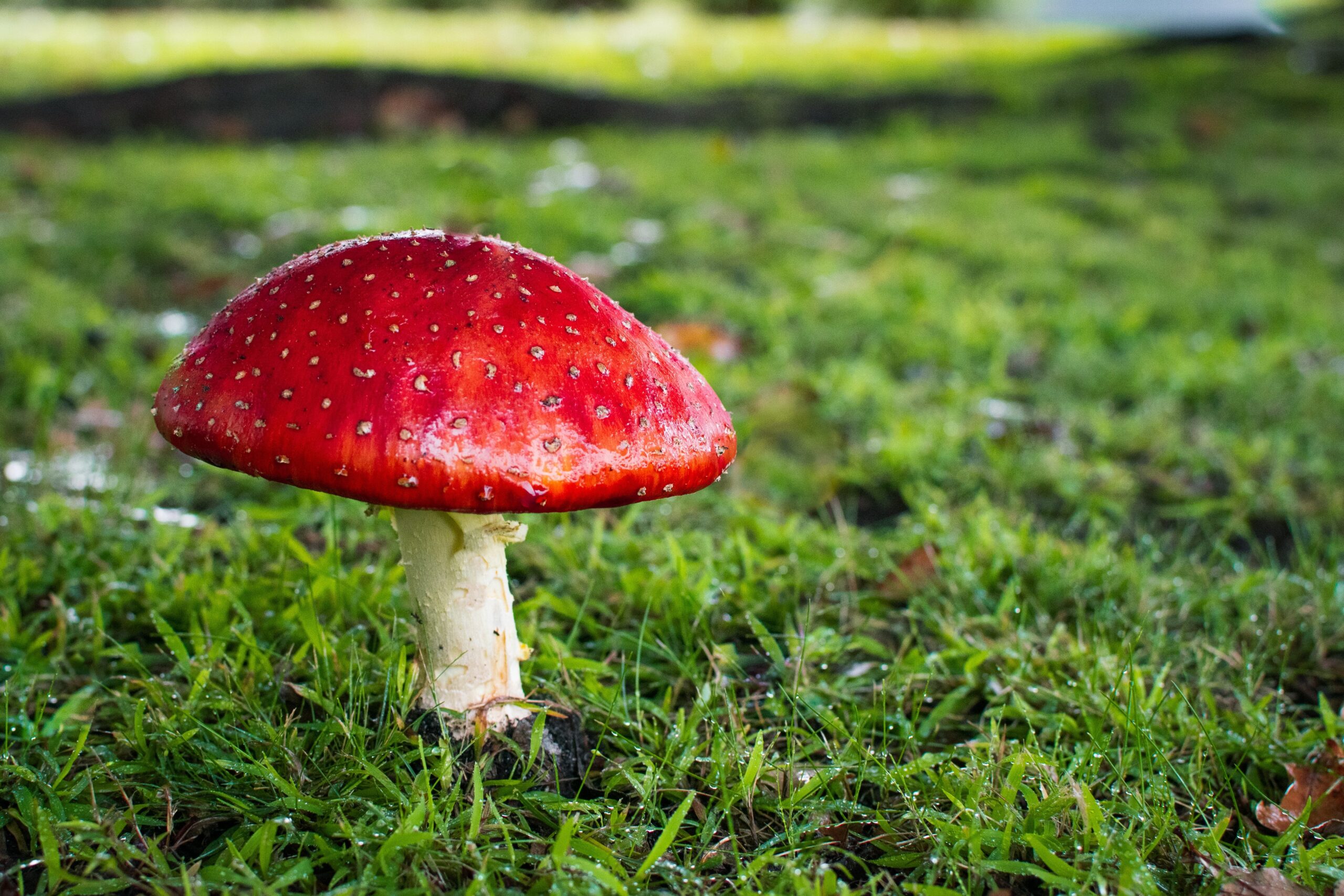 Poisonous or not? Photo by Fiona Smallwood on Unsplash