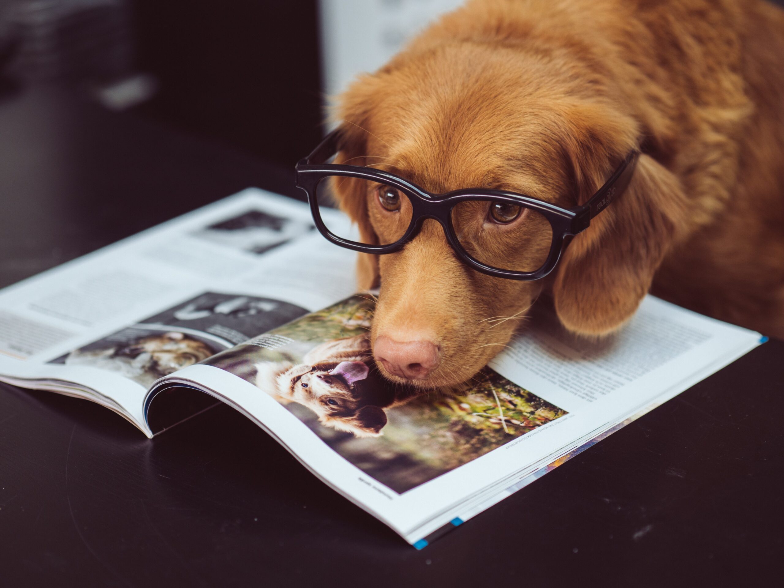 A cute dog with glasses, thinking about how to attack an image-generating model. Photo by Jamie Street on Unsplash