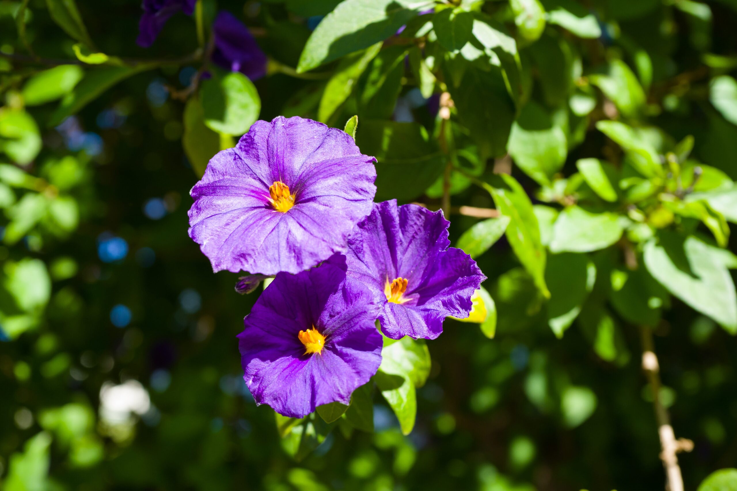 The nightshade algorithm has its name from a very poisonous plant. Photo by Georg Eiermann on Unsplash