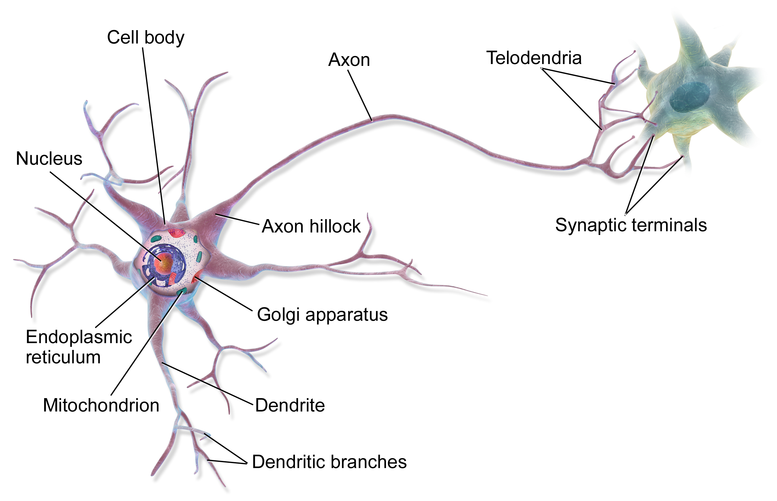 The Neuron, source