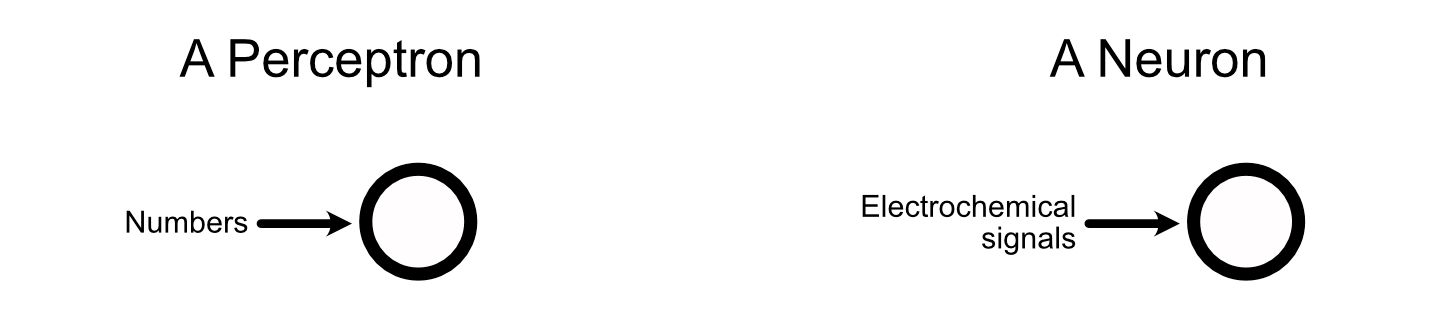 Perceptrons in AI work with numbers, while Neurons within the brain work with electrochemical signals.
