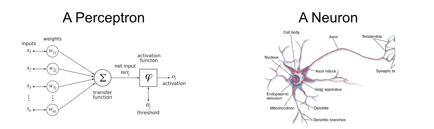 A perceptron, on the left, vs a neuron, on the right. [source](https://en.wikipedia.org/wiki/Neuron#/media/File:Blausen_0657_MultipolarNeuron.png) 1, source 2