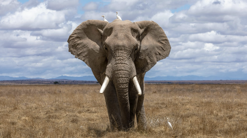 An elephant standing on brown grass against a cloudy sky